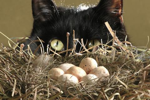 cat-nest-110505 - mockingbird eggs.jpg